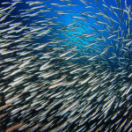 A photo of anchovies swimming in a school in the ocean