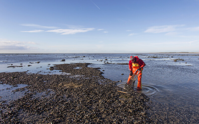 A photo of a man searching for cockles near Gower, Wales