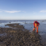 A photo of a man searching for cockles near Gower, Wales