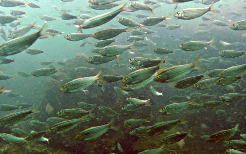 A school of menhaden swimming