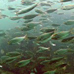 A school of menhaden swimming