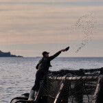 An Akaroa employee tosses salmon feed into a net pen.