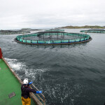 A Mowi salmon farm on Loch Erisort, Isle of Lewis, Scotland | Photo courtesy of Shutterstock/Christian David Cooksey
