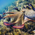 A photo of a common octopus.