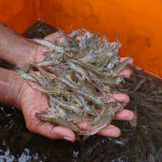 A person holding a handful of shrimp
