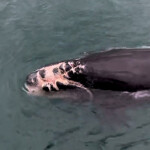 A photo of a right whale calf.