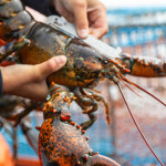 A photo of a lobsterman measuring a lobster.