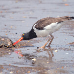 A shorebird investigates a horseshoe crab in New Jersey.