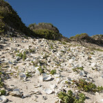 Abalone shells littering a beach