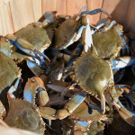 A pile of crabs in a bucket