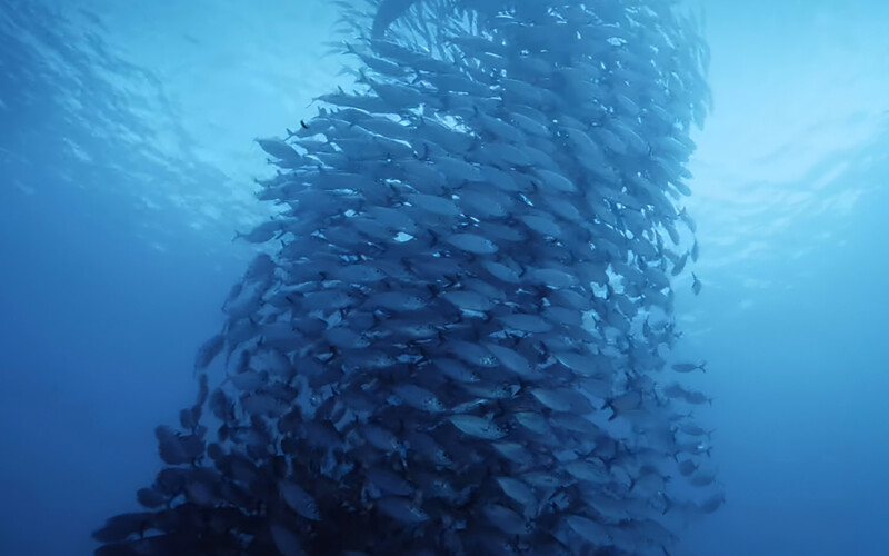A school of fish twisted into a ball