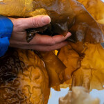 A hand holds sugar kelp, which is golden brown.