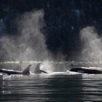A photo of southern resident killer whales