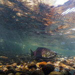A photo of a salmon swimming upriver