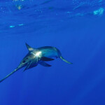 A North Atlantic swordfish swimming in deep blue water.