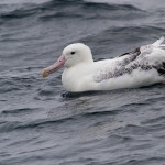 A photo of an albatross floating in the water.