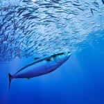 A photo of a tuna hunting