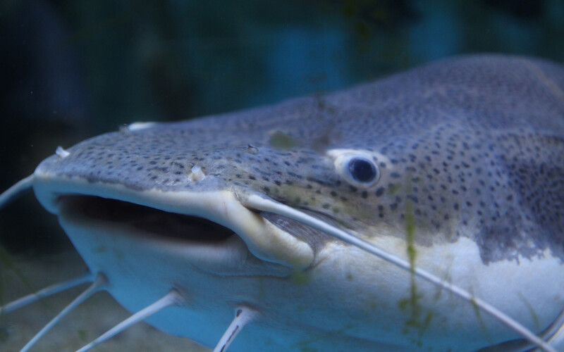 A blue catfish underwater