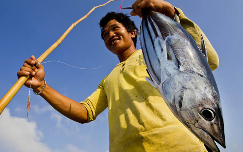 An Indonesian fisher catching tuna through the pole-and-line fishing method