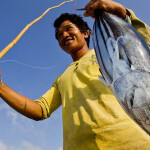 An Indonesian fisher catching tuna through the pole-and-line fishing method