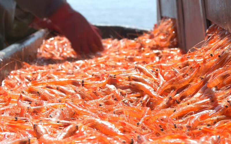 A photo of a pile of Canadian coldwater shrimp