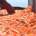 A photo of a pile of Canadian coldwater shrimp
