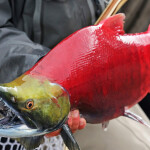 A fisher holding a sockeye salmon