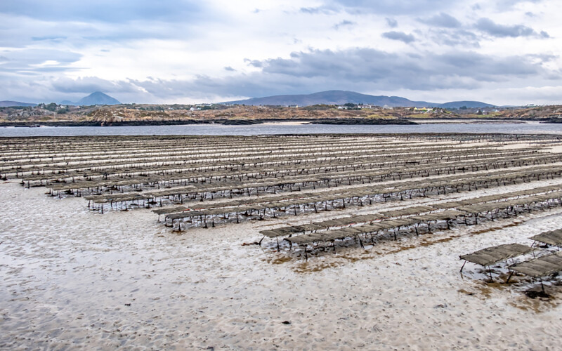 Oyster farming in County Donegal, Ireland