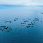 An aerial photo of offshore aquaculture.