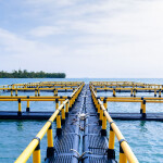 A Barramundi Group operated aquaculture facility