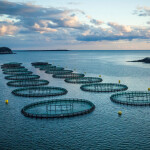 Cooke Aquaculture's salmon farm located near Starboard Island in Machiasport, Maine, U.S.A.