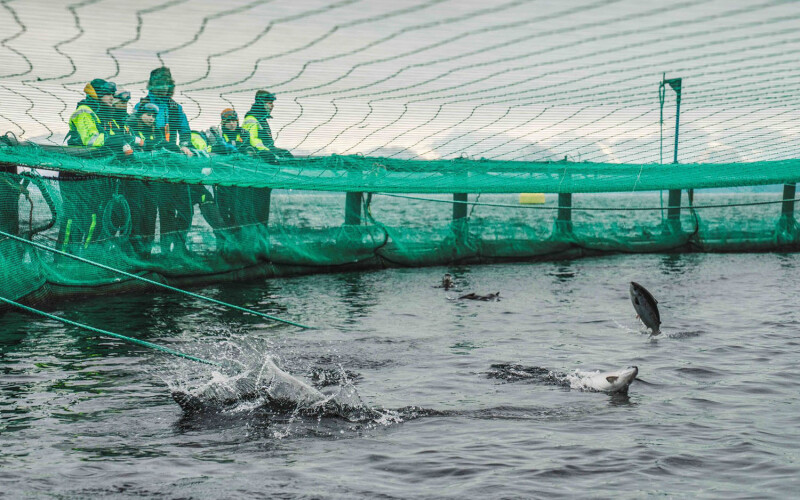 A SalMar net pen with salmon jumping