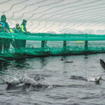 A SalMar net pen with salmon jumping