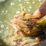 A photo of farmed shrimp
