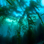 A photo of kelp off the coast of California