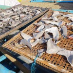 An assortment of shark fins, cut off from sharks, drying on racks