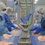 Pacific Seafood employees processing steelhead trout