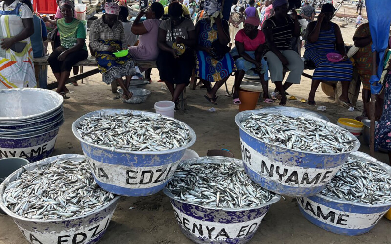 Small pelagic fish on sale at a market in Ghana