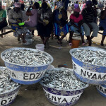 Small pelagic fish on sale at a market in Ghana