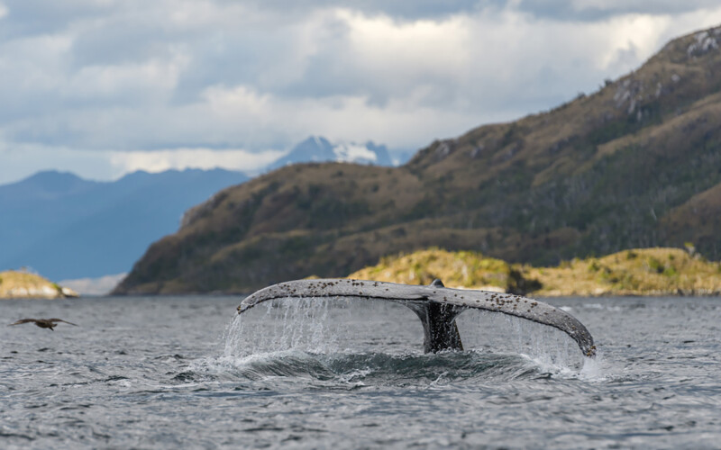 A humpback whale in the southern Chile region of Patagonia