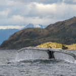 A humpback whale in the southern Chile region of Patagonia
