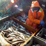 An Alaska pollock fisher hauling in catch