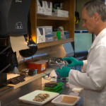 A scientist inspecting oyster samples inside a laboratory