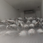 A pile of frozen whole tuna sitting in a box truck