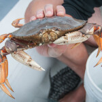 A photo of a Dungeness crab