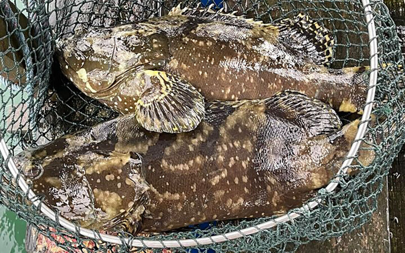 Two groupers in a net