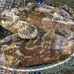 Two groupers in a net