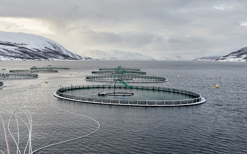 An aerial photo of Grieg Seafood's net pens in Norway