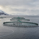 An aerial photo of Grieg Seafood's net pens in Norway
