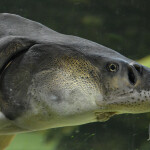 A photo of an Atlantic sturgeon